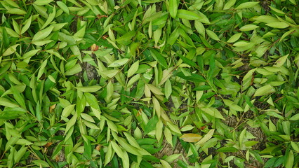 Fallen Green Leaves Scattered on Ground