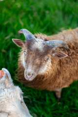 Fototapeta premium Sheep of Nolsoy, Faroe Islands