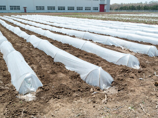 Rows of farmland covered with white plastic sheeting, possibly for crop protection or early planting