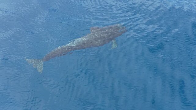 A Short-finned pilot whale, Globicephala macrorhynchus, swims in the Banda Sea, Indonesia. These highly social cetaceans can live over 40 years and can be found worldwide.