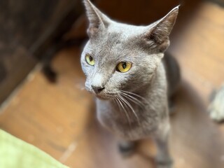 Young Grey Cat Looking Curious 