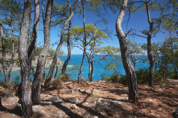 The image captures a breathtaking view of pine trees forest on the rocky coastline overlooking a serene blue sea, the coastline under a clear sky. West coast of the Gulf of Antalya in southern Turkey
