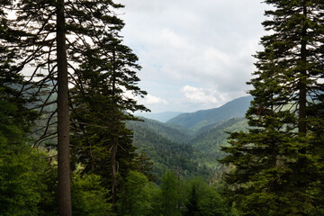 large spruce pine in the foreground with a view down a mountain valley off into the horizon