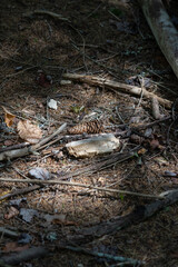 dried brown leaf litter, pine cone and needles and some branches, sticks and twigs are are all dead and decaying on the forest floor as part of the natural carbon cycle on earth