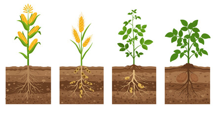 Corn and Potato Plants Detailed Look at Growth and Root Systems