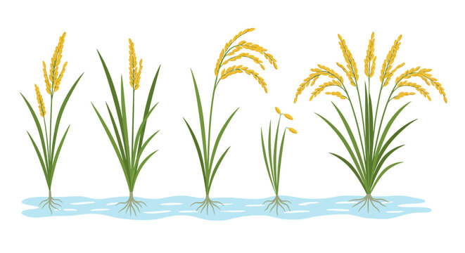 Golden Rice Plants in Water - Vector Illustration