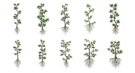 Obraz premium Plant Growth Stages Seedling to Established Plant Illustration
