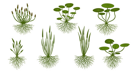 Aquatic Plants Variety Illustration Pond Ecosystem Flora Set