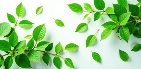 Obraz premium dense green leaves scattered on white surface, nature, plant life, green foliage