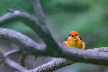 The Oriental Dwarf Kingfisher in nature