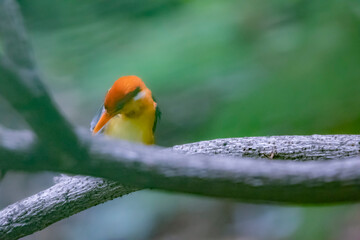 The Oriental Dwarf Kingfisher in nature