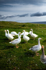Obraz premium White and gray domestic geese on Atlantic ocean coast. Faroe islands, Denmark