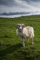 Fototapeta premium Sheep of Nolsoy, Faroe Islands