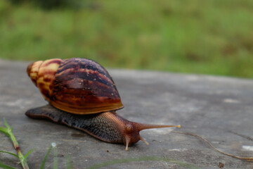 Snail Crawling Outdoors on Flat Surface
