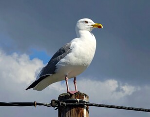 Obraz premium A seagull, perched atop a weathered wooden post, stands tall against a backdrop of dramatic, cloudy skies