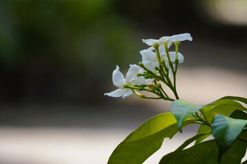Delicate White Flowers Blooming in Natural Sunlight.
