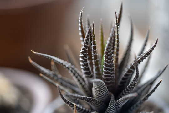 acercamiento a hojas de planta cebra con fondo desenfocado