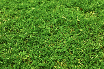 Lush green grass texture in bright sunlight, perfect for outdoor backgrounds.