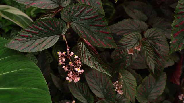 close up view of Begonia leaves, showing its beautiful vibrant color with unique leave pattern and texture, tropical garden, greenery vibe