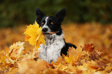 Cute Border Collie dog with golden leaves in autumn park