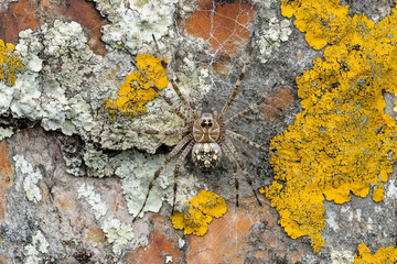 A spider weaving its web between lichen-covered bark cracks