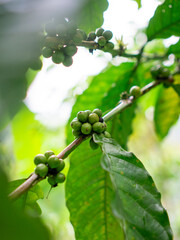 Fototapeta premium Unripe green coffee beans clustered along a branch of a coffee tree, surrounded by large, lush green leaves in a bright setting.