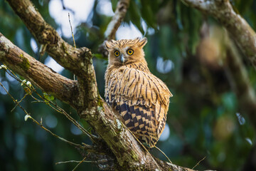 Buffy fish owl, Malay fish owl (Ketupa Ketupu) perched on a branch.