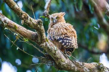 Buffy fish owl, Malay fish owl (Ketupa Ketupu) perched on a branch.
