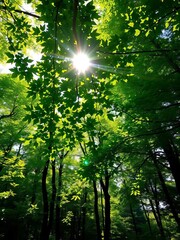 Sunlight filtering through green leaves, dappled light, forest canopy, natural illumination, serene atmosphere,  nature,  outdoor