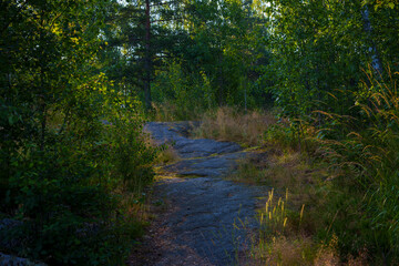 Sunlight filtering through summer forest with rocks and tall grass