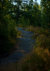 Sunlight filtering through summer forest with rocks and tall grass
