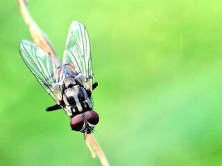 Extreme close-up macro of a long-legged Dolichopodidae fly (long-legged fly) with brilliant metallic green-gold iridescent coloring, resting on a bright green leaf. Nature's vivid micro-world.
