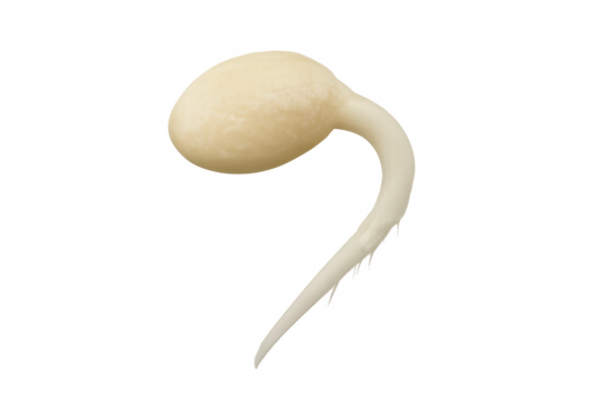 Growing seed sprouting new life with transparent background