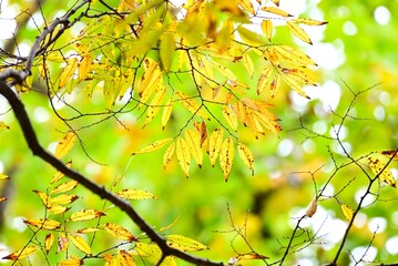 Japanese zelkova autumn leaves. Ulmaceae deciduous tree. Beautiful tree shape and hard wood, high-quality lumber. The leaves turn beautiful yellow and orange in autumn.