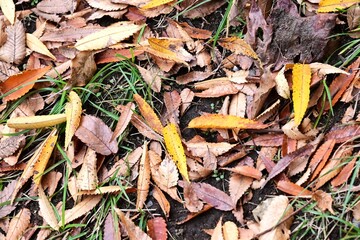 Japanese zelkova autumn leaves. Ulmaceae deciduous tree. Beautiful tree shape and hard wood, high-quality lumber. The leaves turn beautiful yellow and orange in autumn.