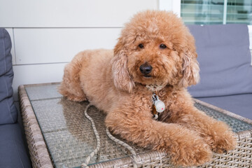 Cute female mini Golden Doodle Dog