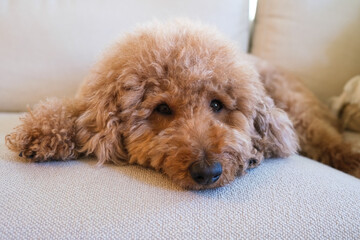 Cute female mini Golden Doodle Dog