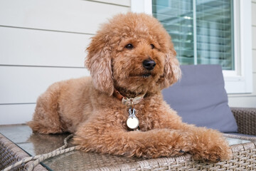 Cute female mini Golden Doodle Dog