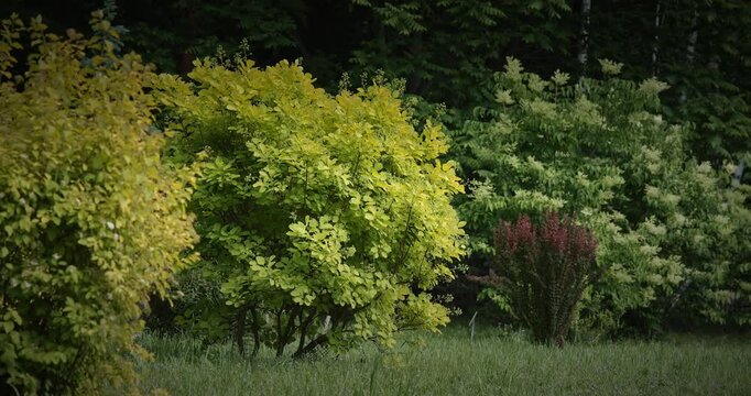 Cotinus coggigria. impressive bush displaying bright green leaves in harmony. European Smoketree, Eurasian Smoketree, Smoke Tree, Smoke Bush, Venice Sumach, Or Dyer's Sumach Is A Species Of Flowering
