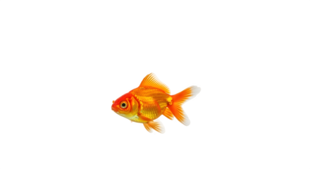 A single bright orange goldfish isolated on a white background.