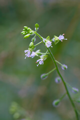 closeup of enchanter's nightshade