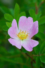 closeup of smooth wild rose