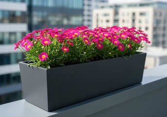Vibrant pink daisy flowers in a modern planter box on a city balcony railing