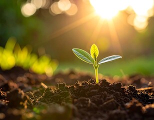 Small plant emerging from earth, sun beaming in the background
