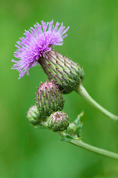 close up of a Canada thistle