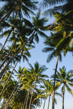 Walking path in between palm trees at Palm Cove, a secluded coastal village north of Cairns in Tropical North Queensland, Australia