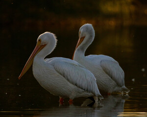 American White Pelicans 
