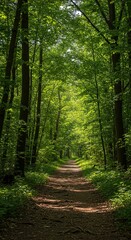 A tranquil forest path winding through lush green trees, bathed in dappled sunlight, evoking peace and natural beauty and growth ,organic ,green trees ,natural light