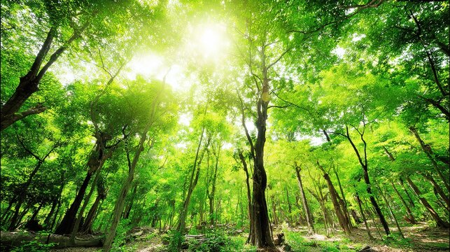 camphor. Sunlight filtering through a forest of camphor trees with visible light rays. travel magazines, destination branding, designed for travel destination branding, used by logistics managers.