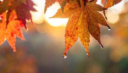 Obraz premium Autumn leaves, vibrant colors, morning sunlight
